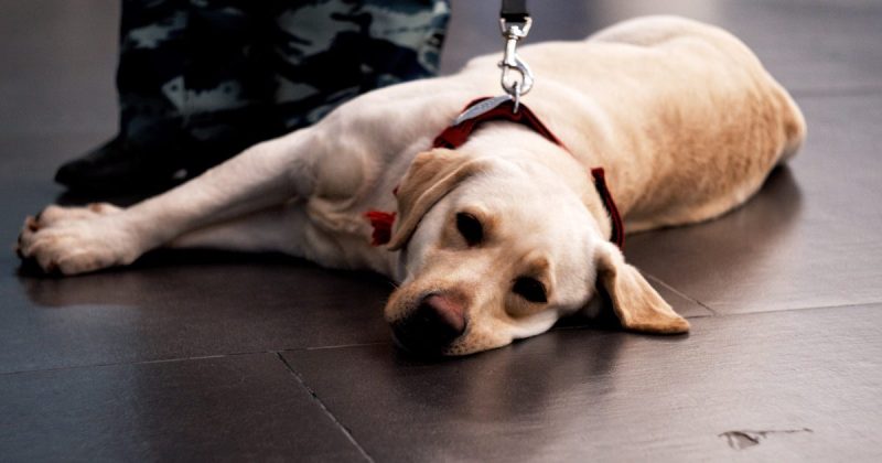 Tired looking dog on leash